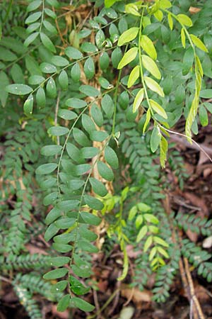 Gleditsia triacanthos \ Amerikanische Gleditschie, Lederhlsenbaum / Honey Locust, D Mannheim 14.9.2013