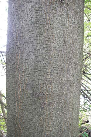 Gleditsia triacanthos \ Amerikanische Gleditschie, Lederhlsenbaum / Honey Locust, D Mannheim 14.9.2013