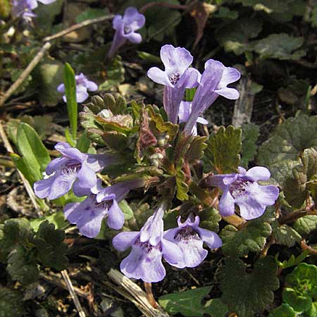 Glechoma hederacea \ Gundermann, Gundelrebe / Ground-Ivy, D Bensheim 22.4.2006