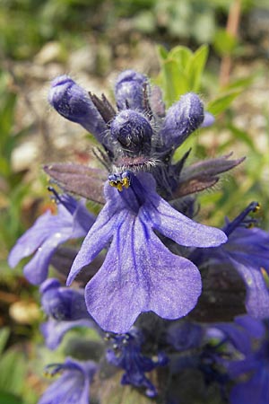 Ajuga genevensis \ Genfer Gnsel, Heide-Gnsel / Blue Bugle, D Mannheim 1.5.2009