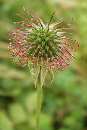 Geum urbanum \ Echte Nelkenwurz / Wood Avens, D Bönnigheim 22.6.2013
