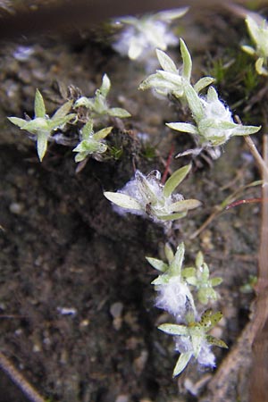 Gnaphalium uliginosum \ Sumpf-Ruhrkraut / Marsh Cudweed, D Wetter 7.9.2013