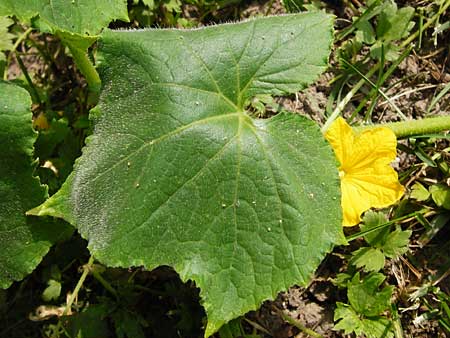 Cucumis sativus \ Gurke / Cucumber, D Mainz 26.7.2014