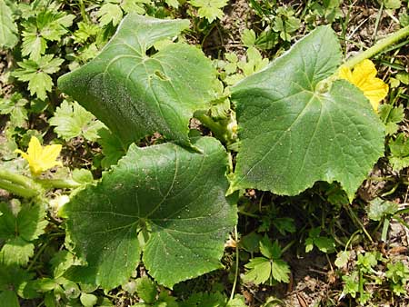 Cucumis sativus \ Gurke / Cucumber, D Mainz 26.7.2014