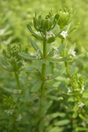 Galium verrucosum \ Anis-Labkraut, Warziges Labkraut / Southern Cleavers, Warty Bedstraw, D Botan. Gar.  Universit.  Mainz 11.7.2009