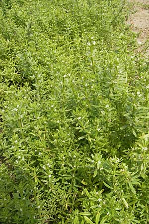 Galium verrucosum \ Anis-Labkraut, Warziges Labkraut / Southern Cleavers, Warty Bedstraw, D Botan. Gar.  Universit.  Mainz 11.7.2009