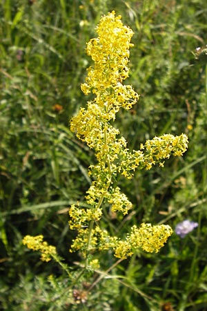 Galium verum, Echtes Labkraut Galium verum, Echtes Labkraut