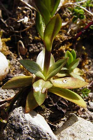 Gentiana verna \ Frhlings-Enzian / Spring Gentian, D Bad Ditzenbach 1.4.2014