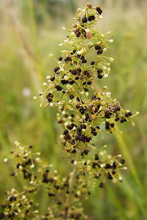 Galium verum \ Echtes Labkraut / Lady's Bedstraw, D Mainz 3.8.2014