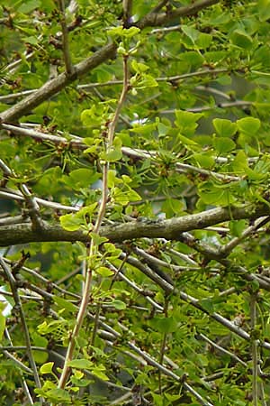 Ginkgo biloba \ Ginkgo / Ginkgo, D Weinheim an der Bergstraße 27.4.2012