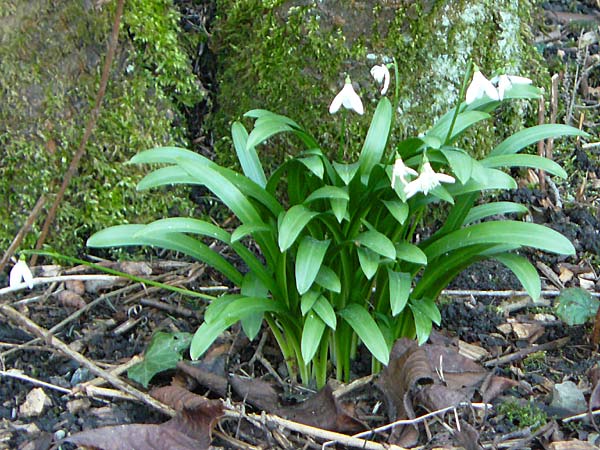 Galanthus woronowii \ Woronow-Schneegl�ckchen / Woronow's Snowdrop, Green Snowdrop, D Weinheim an der Bergstra&szlig;e, Botan. Gar.  Hermannshof 20.2.2014