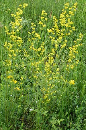 Galium wirtgenii \ Wirtgens Labkraut / Wirtgen's Bedstraw, D Lampertheim 22.5.2012