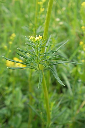 Galium wirtgenii \ Wirtgens Labkraut / Wirtgen's Bedstraw, D Lampertheim 22.5.2012