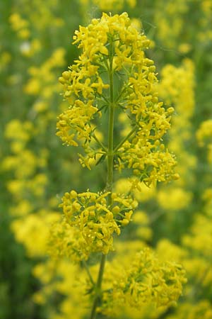 Galium wirtgenii \ Wirtgens Labkraut / Wirtgen's Bedstraw, D Lampertheim 22.5.2012