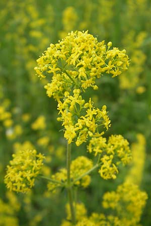 Galium wirtgenii \ Wirtgens Labkraut / Wirtgen's Bedstraw, D Lampertheim 22.5.2012