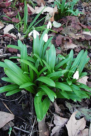 Galanthus woronowii \ Woronow-Schneegl�ckchen / Woronow's Snowdrop, Green Snowdrop, D Weinheim an der Bergstra&szlig;e, Botan. Gar.  Hermannshof 20.2.2014