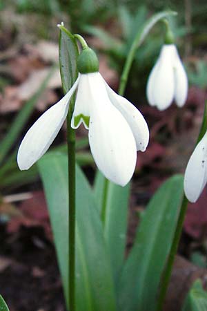 Galanthus woronowii \ Woronow-Schneegl�ckchen / Woronow's Snowdrop, Green Snowdrop, D Weinheim an der Bergstra&szlig;e, Botan. Gar.  Hermannshof 20.2.2014