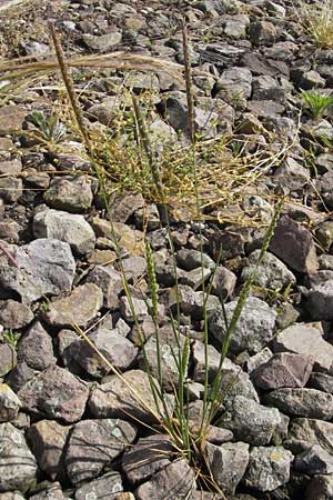 Alopecurus myosuroides \ Acker-Fuchsschwanz / Black-Grass, D Mannheim 15.5.2011