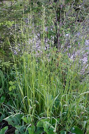 Brachypodium sylvaticum \ Wald-Zwenke / False Brome, D Ettal 21.6.2011