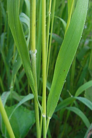 Brachypodium sylvaticum \ Wald-Zwenke / False Brome, D Ettal 21.6.2011