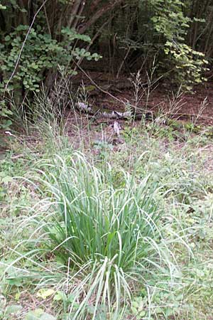 Molinia arundinacea \ Rohr-Pfeifengras / Tall Moor Grass, D Hanhofen 23.7.2011