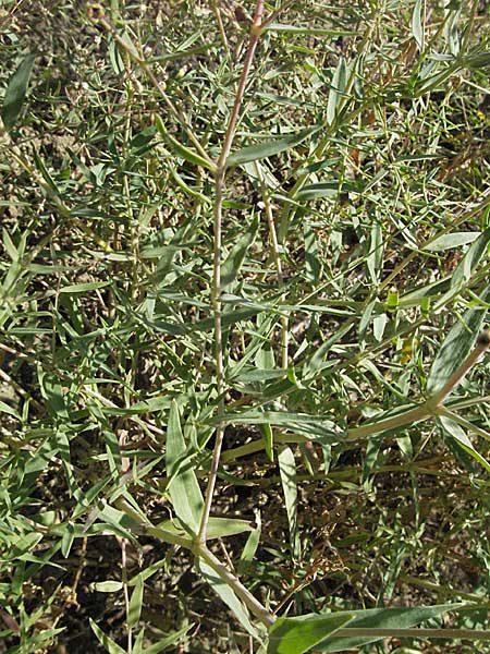 Gypsophila paniculata \ Schleierkraut / Chalk Plant, Baby's Breath, D Botan. Gar.  Universit.  Mainz 4.8.2007