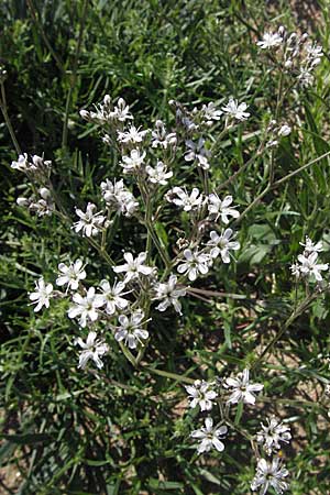 Gypsophila fastigiata \ Bschel-Gipskraut / Gypsophila, D Botan. Gar.  Universit.  Mainz 4.8.2007