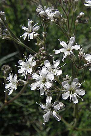 Gypsophila fastigiata \ Bschel-Gipskraut / Gypsophila, D Botan. Gar.  Universit.  Mainz 4.8.2007