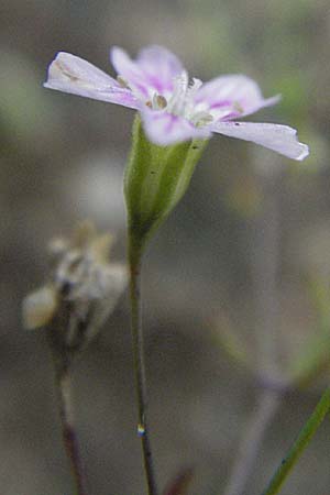 Gypsophila muralis \ Acker-Gipskraut / Cushion Gypsophila, D Babenhausen 11.8.2007