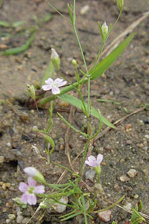Gypsophila muralis \ Acker-Gipskraut / Cushion Gypsophila, D Babenhausen 11.8.2007