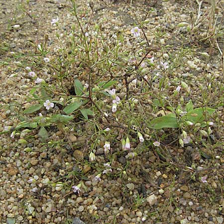 Gypsophila muralis \ Acker-Gipskraut / Cushion Gypsophila, D Babenhausen 11.8.2007