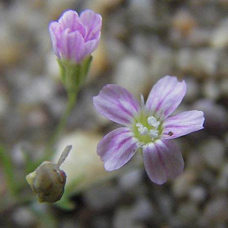 Gypsophila muralis \ Acker-Gipskraut / Cushion Gypsophila, D Babenhausen 11.8.2007