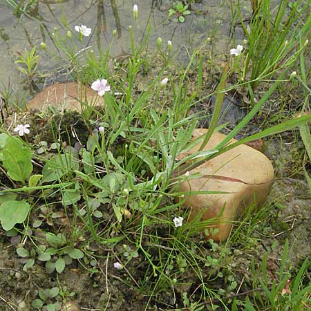 Gypsophila muralis \ Acker-Gipskraut / Cushion Gypsophila, D Babenhausen 11.8.2007