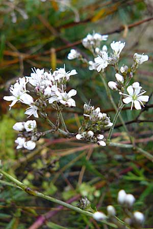 Gypsophila fastigiata \ Bschel-Gipskraut / Gypsophila, D Botan. Gar.  Universit.  Mainz 13.9.2008