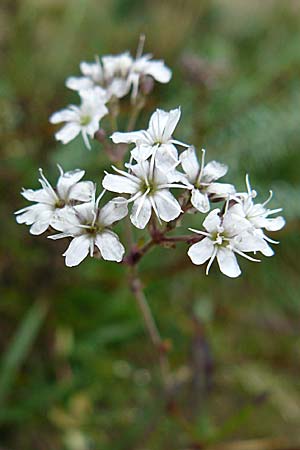 Gypsophila fastigiata \ Bschel-Gipskraut / Gypsophila, D Botan. Gar.  Universit.  Mainz 13.9.2008