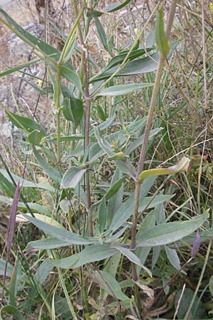 Gypsophila scorzonerifolia \ Schwarzwurzel-Gipskraut / Garden Baby's Breath, D Ludwigshafen 6.10.2011