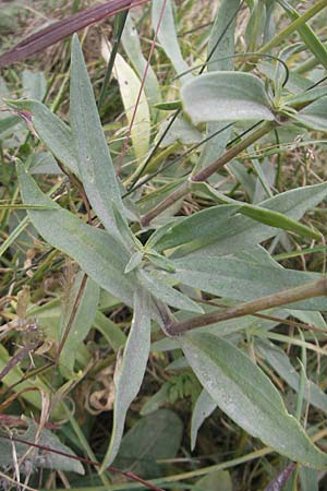Gypsophila scorzonerifolia \ Schwarzwurzel-Gipskraut / Garden Baby's Breath, D Ludwigshafen 6.10.2011