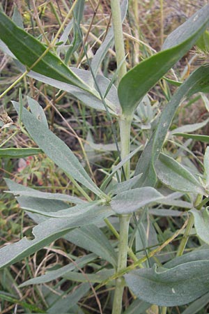 Gypsophila scorzonerifolia \ Schwarzwurzel-Gipskraut / Garden Baby's Breath, D Ludwigshafen 6.10.2011