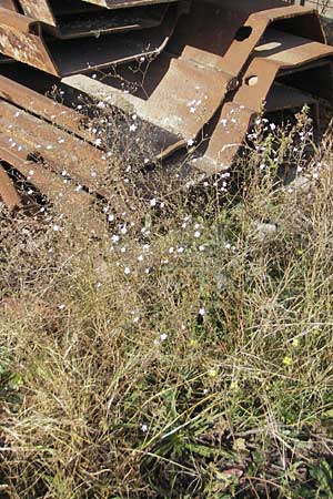Gypsophila scorzonerifolia \ Schwarzwurzel-Gipskraut / Garden Baby's Breath, D Ludwigshafen 8.10.2011