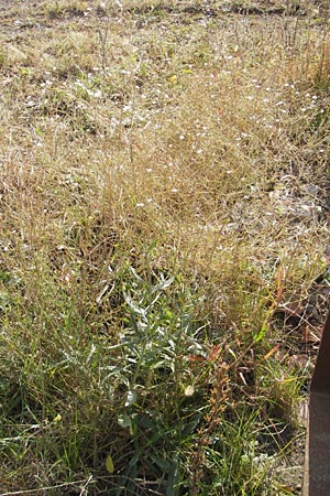 Gypsophila scorzonerifolia \ Schwarzwurzel-Gipskraut / Garden Baby's Breath, D Ludwigshafen 8.10.2011