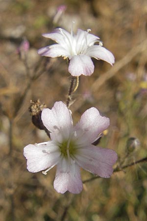 Gypsophila scorzonerifolia \ Schwarzwurzel-Gipskraut / Garden Baby's Breath, D Ludwigshafen 8.10.2011
