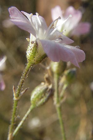 Gypsophila scorzonerifolia \ Schwarzwurzel-Gipskraut / Garden Baby's Breath, D Ludwigshafen 8.10.2011
