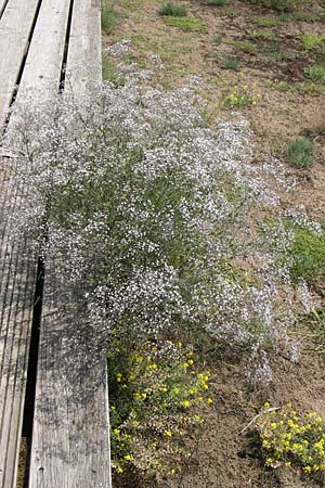 Gypsophila paniculata \ Schleierkraut / Chalk Plant, Baby's Breath, D Mainz 30.6.2012