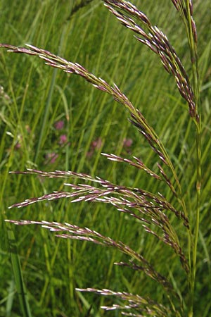 Deschampsia cespitosa \ Rasen-Schmiele / Tufted Hair Grass, Tussock Grass, D Immenstadt 21.6.2011