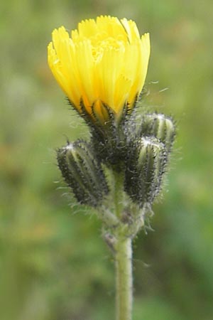 Hieracium caespitosum \ Wiesen-Habichtskraut, D Elztal-Dallau 12.5.2012