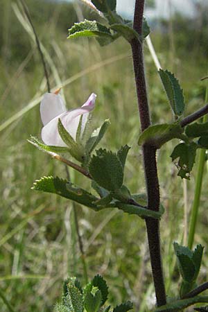 Ononis spinosa \ Dornige Hauhechel / Spiny Restharrow, D Neuleiningen 1.7.2006