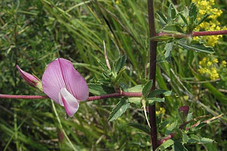 Ononis spinosa \ Dornige Hauhechel / Spiny Restharrow, D Neuleiningen 1.7.2006