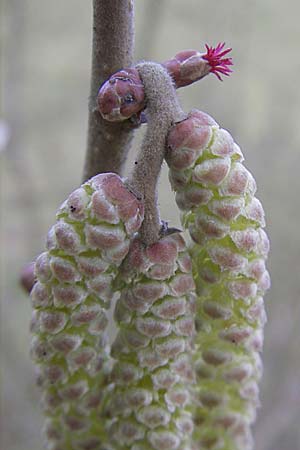 Corylus avellana \ Haselnuss / Hazel, D Germersheim 1.3.2009