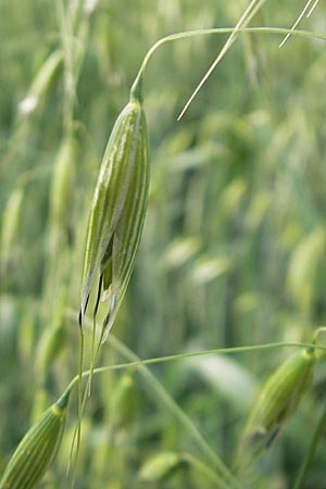 Avena fatua \ Wind-Hafer, Flug-Hafer / Common Wild Oat, D Groß-Gerau 20.6.2009