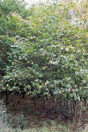 Corylus avellana \ Haselnuss / Hazel, D Feuchtwangen 9.10.2009
